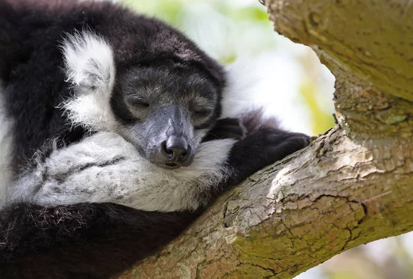 Černobílý Načechraný Lemur Varecia Variegata Subcincta Stromě — Stock fotografie