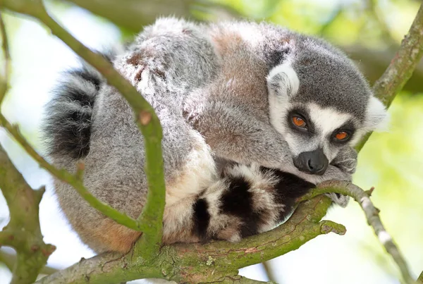 Maki Från Afrika Madagaskar Naturlig Miljö Ett Träd Selektivt Fokus — Stockfoto