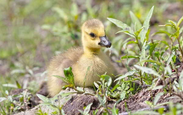 加拿大鹅 加拿大Branta 草丛中的幼鹅 — 图库照片