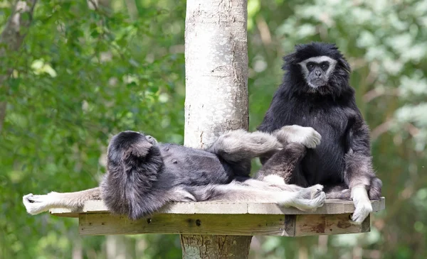 Dva Dospělí Gibboni Věnují Čištění Kožešin — Stock fotografie