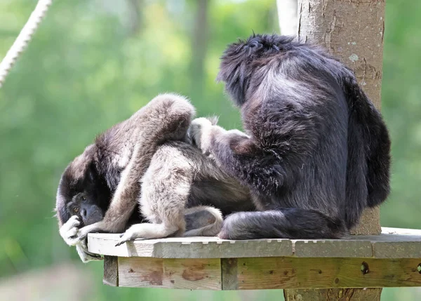 Två Vuxna Gibbons Dedikerade Till Att Rengöra Pälsen — Stockfoto