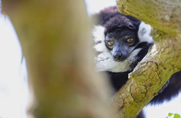 Black White Ruffed Lemur Varecia Variegata Subcincta Tree — Stock Photo, Image