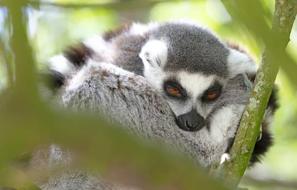 Maki Från Afrika Madagaskar Naturlig Miljö Ett Träd Selektivt Fokus — Stockfoto