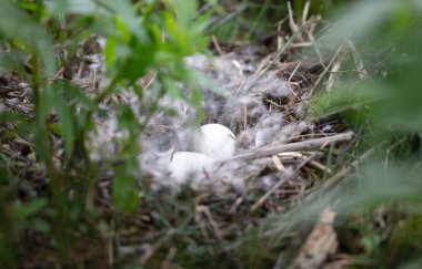 Yumurtalı midyeli kaz yuvası, seçici odak, iki beyaz yumurta.