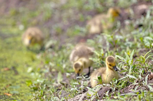 Canada Goose Branta Canadensis Young Grass — Foto Stock