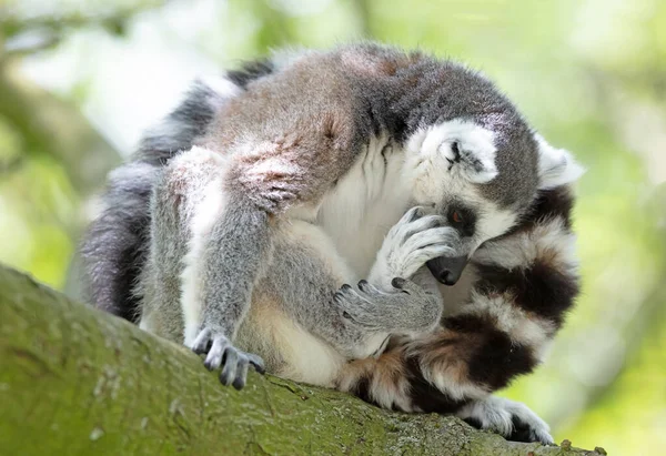 Maki Från Afrika Madagaskar Naturlig Miljö Ett Träd Selektivt Fokus — Stockfoto