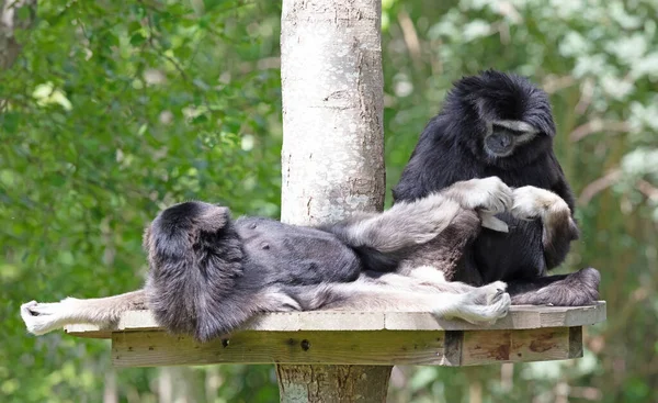 两只成年长臂猿专门用来清洁毛皮 — 图库照片