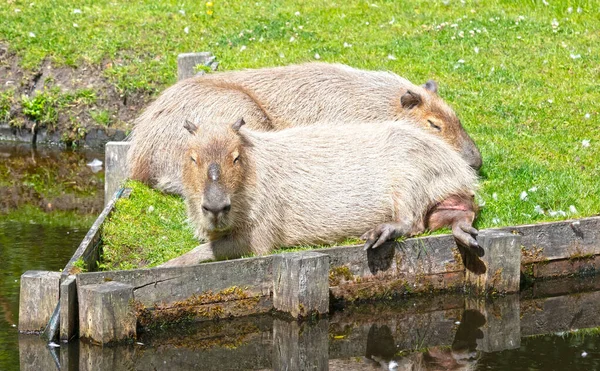 Capibaras Hydrochoerus Hydrochaeris Reposant Sur Herbe — Photo