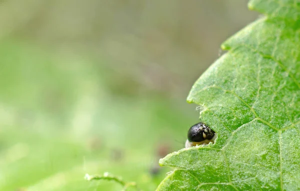 Dark Green Caterpillar Plant Garden Eating Leaf — Stock Photo, Image