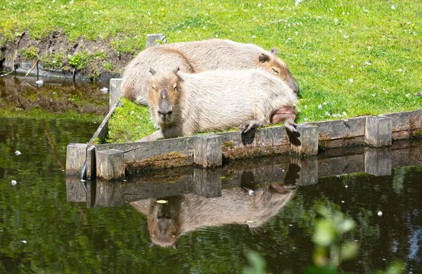 Capibaras Hydrochoerus Hydrochaeris Reposant Sur Herbe — Photo