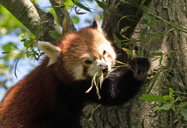 红熊猫 金丝雀 在一棵树后吃着 — 图库照片