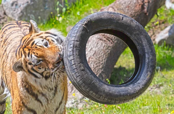 Amour Tiger Leker Med Ett Gammalt Däck Farlig Vild Katt — Stockfoto