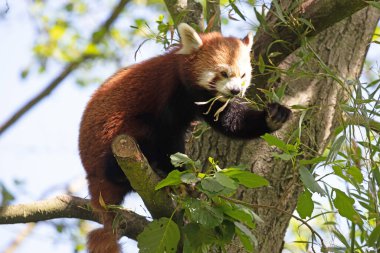 Firefox, Red Panda (Ailurus fulgens) bir ağacın arkasında yemek yer.