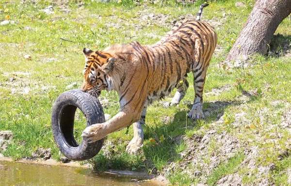 Amour Tigre Jouer Avec Vieux Pneu Chat Sauvage Dangereux — Photo