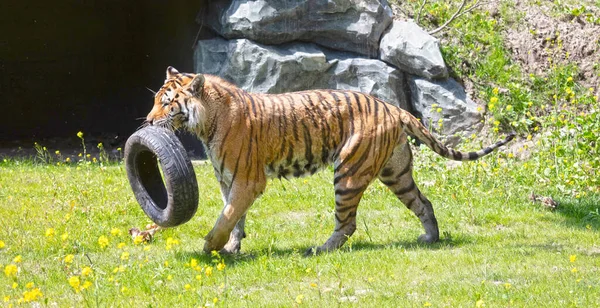 Амурский Тигр Играет Старой Шиной Дикая Кошка — стоковое фото