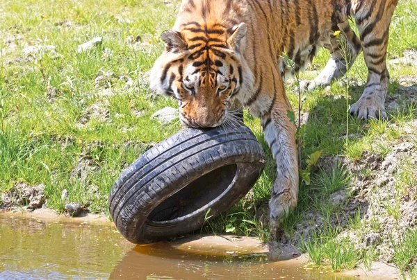 Амурський Тигр Грає Старою Шиною Небезпечний Дикий Кіт — стокове фото
