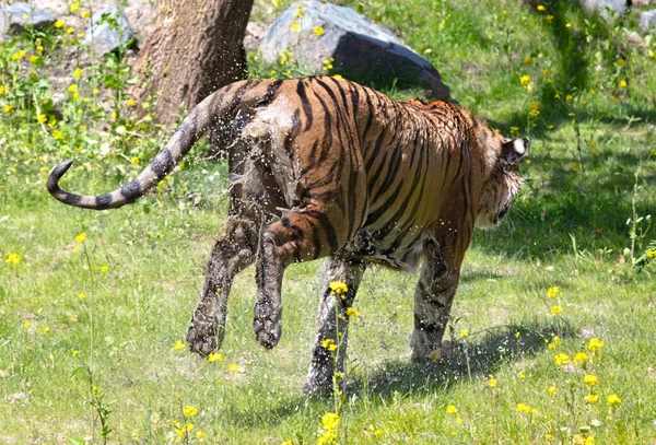 Tigre Amour Trempé Dans Herbe Refroidissant Jouant Chat Sauvage Dangereux — Photo