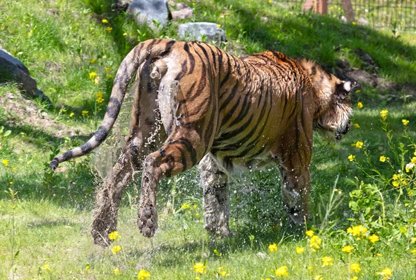 Blötlagd Amour Tiger Gräset Svalka Eller Spela Farlig Vild Katt — Stockfoto