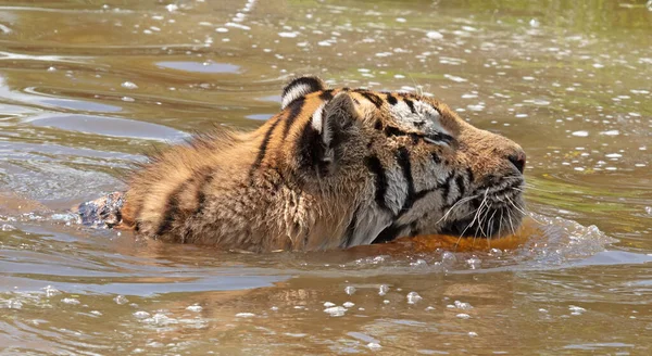 Amour tiger in the water, cooling down or playing - Dangerous wild cat