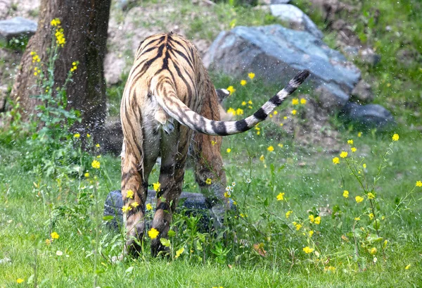 Пропитанный Тигром Траве Охлаждающийся Играющий Опасная Дикая Кошка — стоковое фото