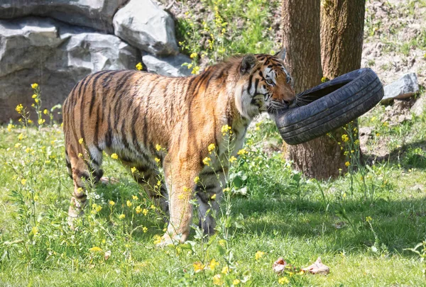 Amour Tiger Leker Med Ett Gammalt Däck Farlig Vild Katt — Stockfoto
