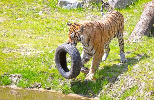 Амурский Тигр Играет Старой Шиной Дикая Кошка — стоковое фото