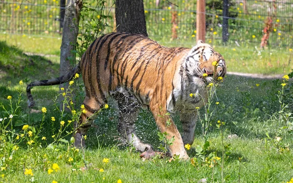Blötlagd Amour Tiger Gräset Svalka Eller Spela Farlig Vild Katt — Stockfoto