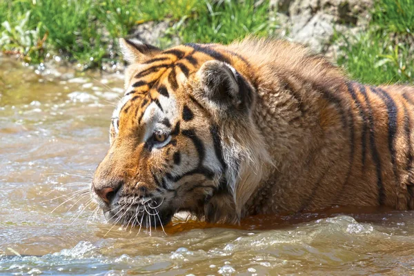 Амурский Тигр Воде Охлаждаясь Играя Dangerous Дикая Кошка — стоковое фото