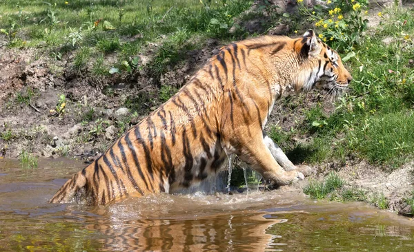 Tigre Amour Agua Refrescándose Jugando Peligroso Gato Salvaje —  Fotos de Stock