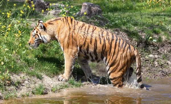Амурский Тигр Воде Охлаждаясь Играя Dangerous Дикая Кошка — стоковое фото