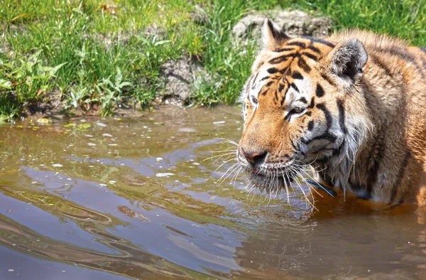 Amour Tiger Vattnet Svalka Eller Spela Farlig Vild Katt — Stockfoto