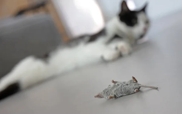 Black White Cat Dead Mouse Selective Focus — ストック写真