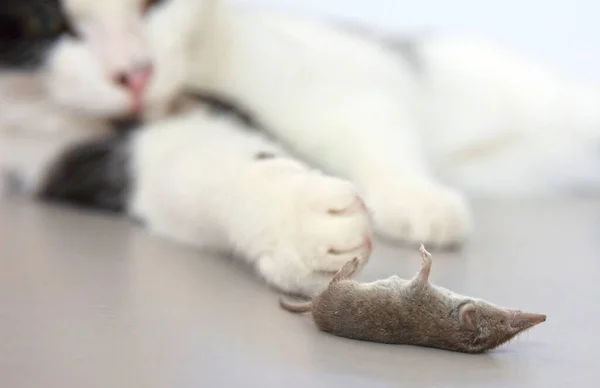 Black White Cat Dead Mouse Selective Focus — Stockfoto