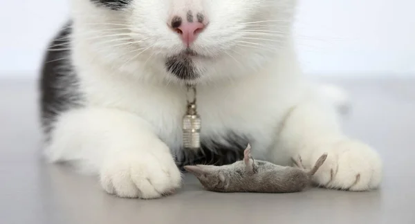 Black White Cat Dead Mouse Selective Focus — Stockfoto