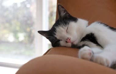 Siyah beyaz kedi bir sandalyede uyuyor.