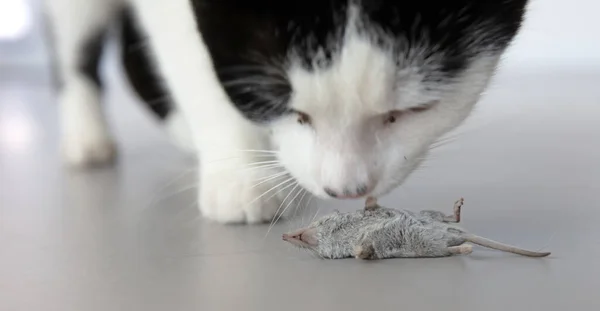 Black White Cat Dead Mouse Selective Focus — Stockfoto