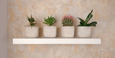 Dört tencere kaktüs ve diğer bitkiler, sarı arka plan.