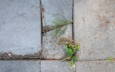 Şehirde ot kontrolü var, otlar kaldırımı dağıtıyor.