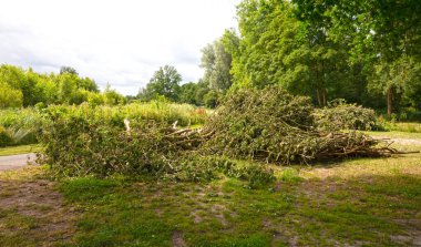 View on pile of fresh cut branches garden waste from plane tree pruning in summer