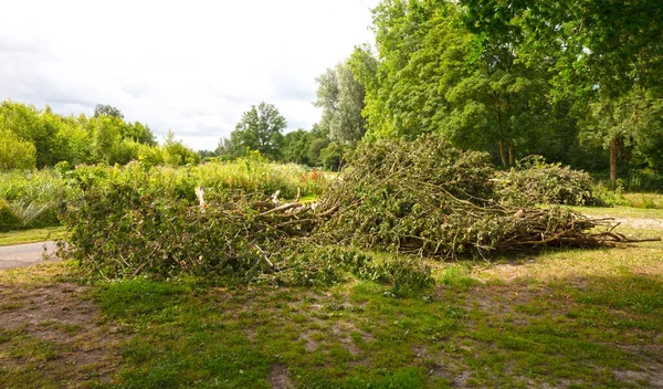 View Pile Fresh Cut Branches Garden Waste Plane Tree Pruning — Stock Photo, Image