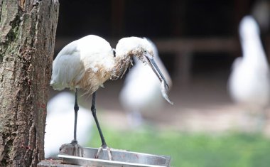Küçük balıkçıl (Egretta Garzetta) kovadan balık yiyor.