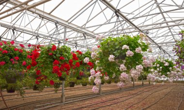 Bromeliad çiçeği ve orkide fidanlığı süslemesi ve çiçek yeşili, Hollanda 'nın çatısı altındaki bahçe serasında büyüyüp asılıyor.