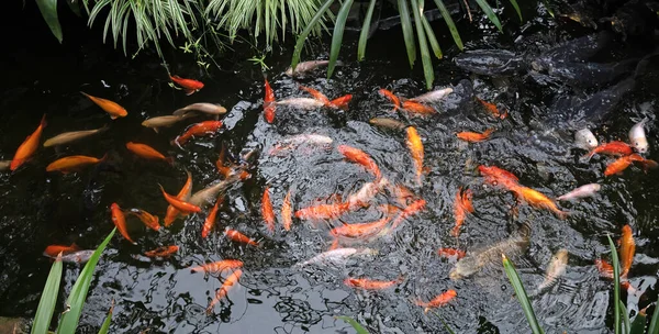 Koi Karp Pond Busy Feeding Time Many Fish —  Fotos de Stock