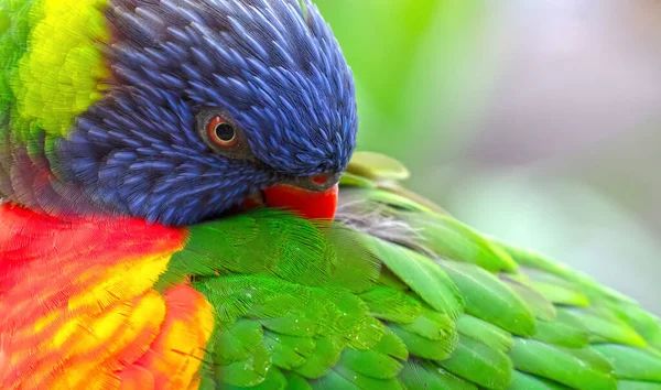 Kleurrijke Rainbow Lorikeet Papegaai Vogel Selectieve Focus Oog — Stockfoto