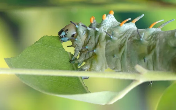 Big Green Caterpillar Leaf Eating — 图库照片