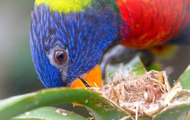 Colorful Rainbow Lorikeet parrot bird, selective focus on eye
