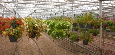 Bromeliad çiçeği ve orkide fidanlığı süslemesi ve çiçek yeşili, Hollanda 'nın çatısı altındaki bahçe serasında büyüyüp asılıyor.