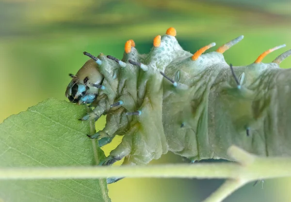 Big Green Caterpillar Leaf Eating — стоковое фото