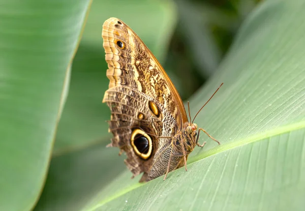 Close Detail Brown Butterfly — Φωτογραφία Αρχείου