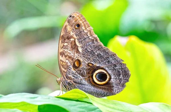 Close Detail Brown Butterfly — Φωτογραφία Αρχείου